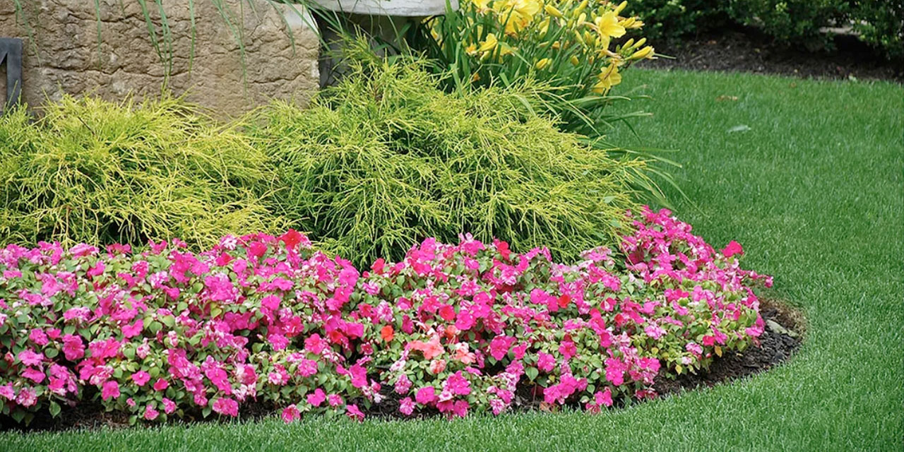  Plumbing Services: plantings
